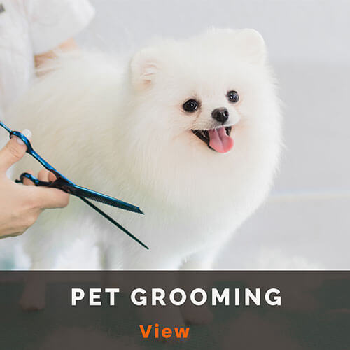 pet groomingweb thumb